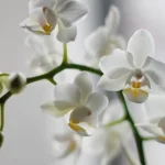 orchideje-kvetou-po-cely-rok-vyzkousejte-jeden-trik-a-vysledky.webp.webp