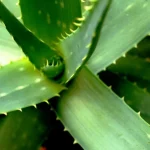 jak-spravne-zalevat-aloe-vera-aby-rostla-zdrave.webp.webp